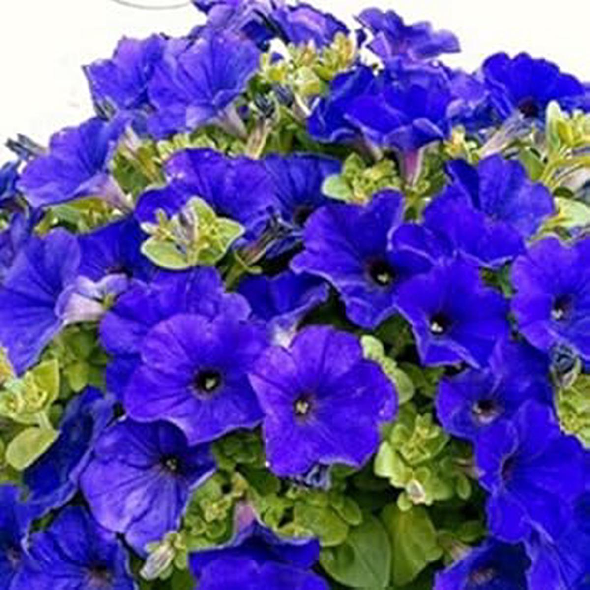 Blue Hanging Petunia Flower Seeds for Planting - Heirloom, NON-GMO Seeds - Vibrant Hanging Garden Blooms