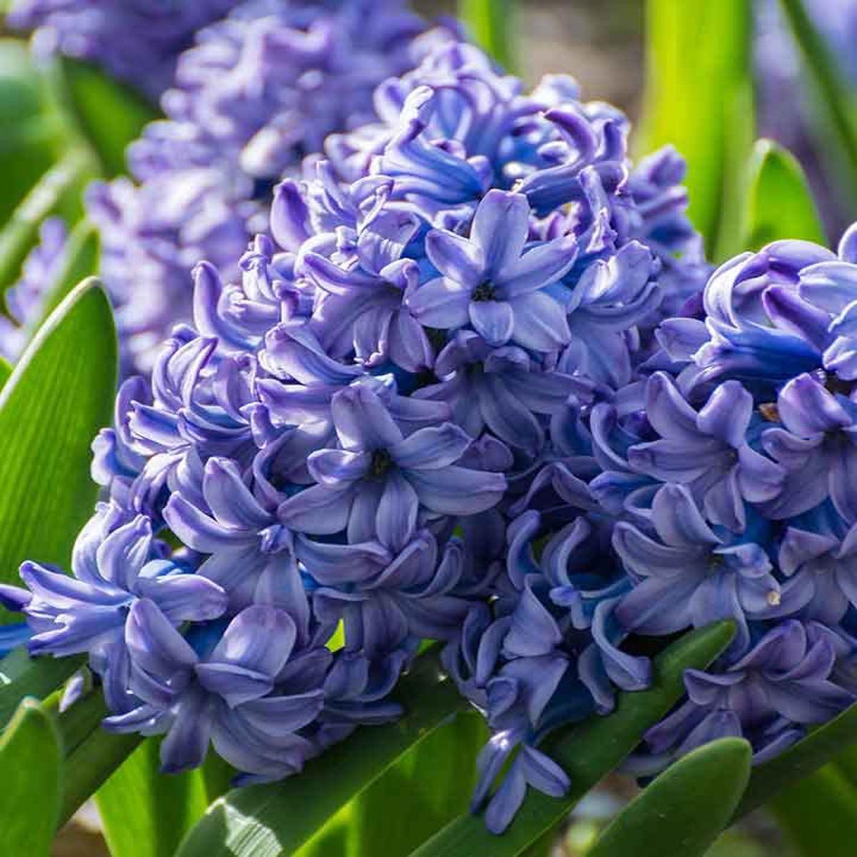 Blue Hyacinthus Flower seeds for Planting - Wildflower Mix, Heirloom & GMO Free Seeds for Home Garden