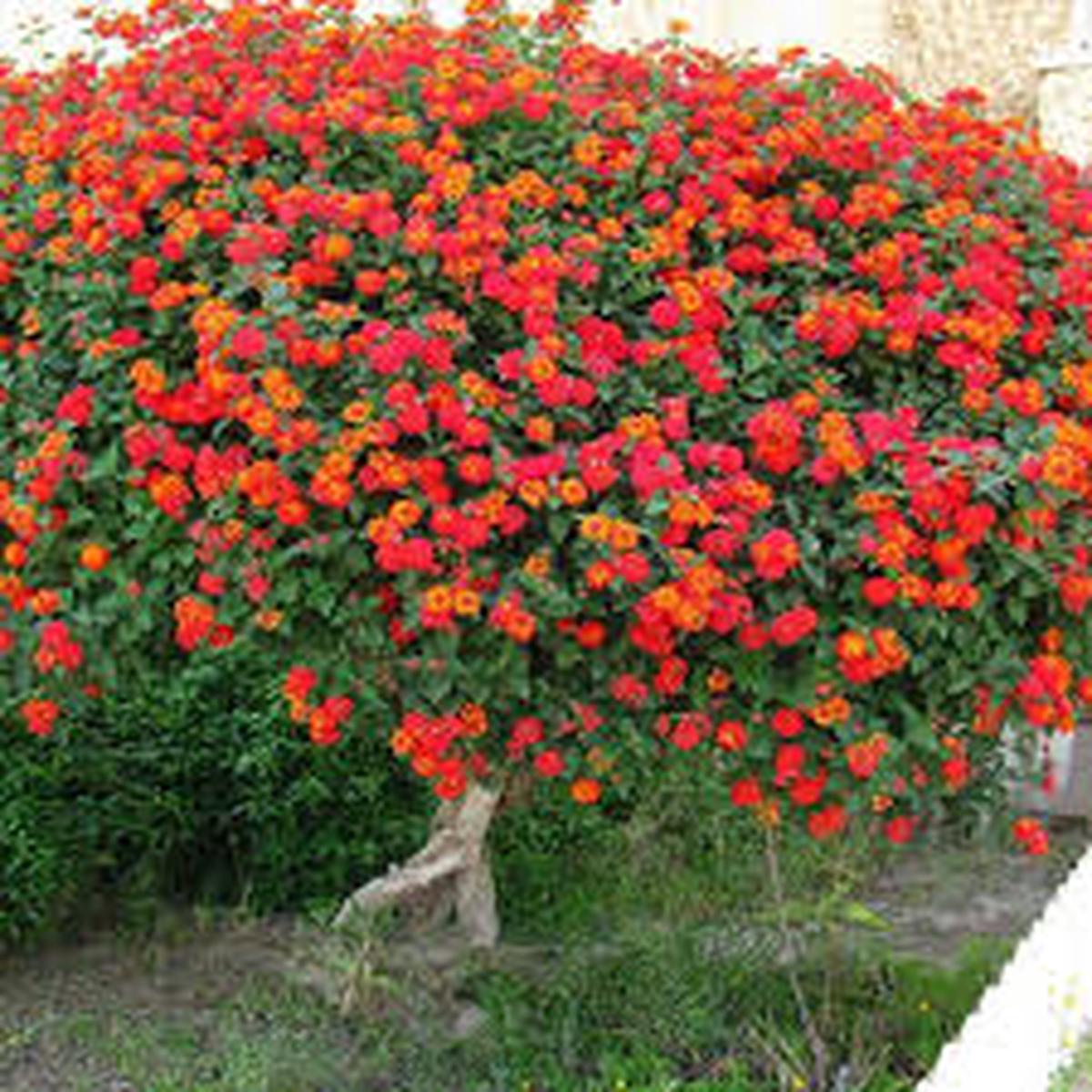 Lantana Flower Seeds for Planting Fragrant Blossoms, Heirloom & Non-GMO Organic Garden Seeds