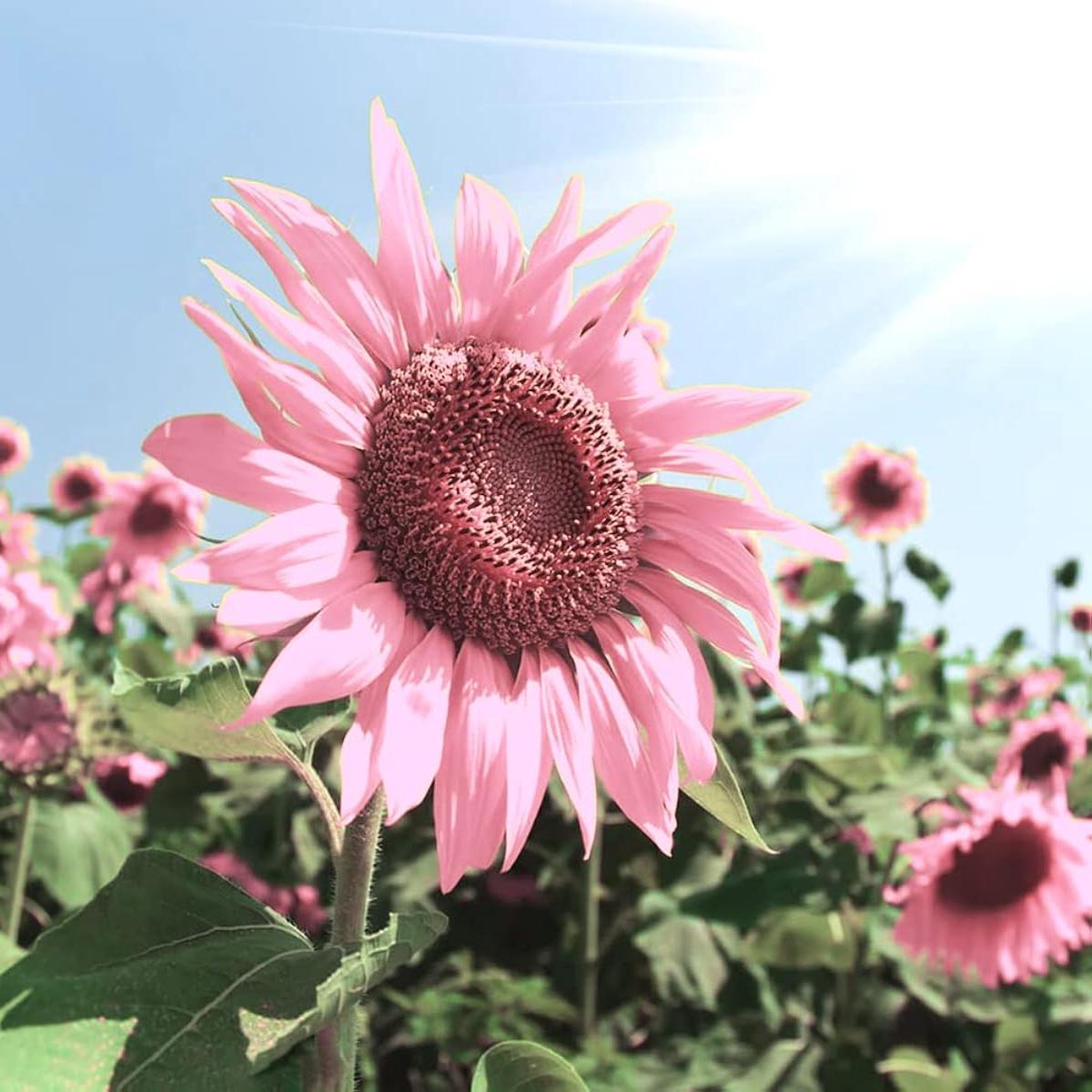Organic Heirloom Non-GMO Baby Pink Sunflower Seeds for Planting Unique Garden Blooms