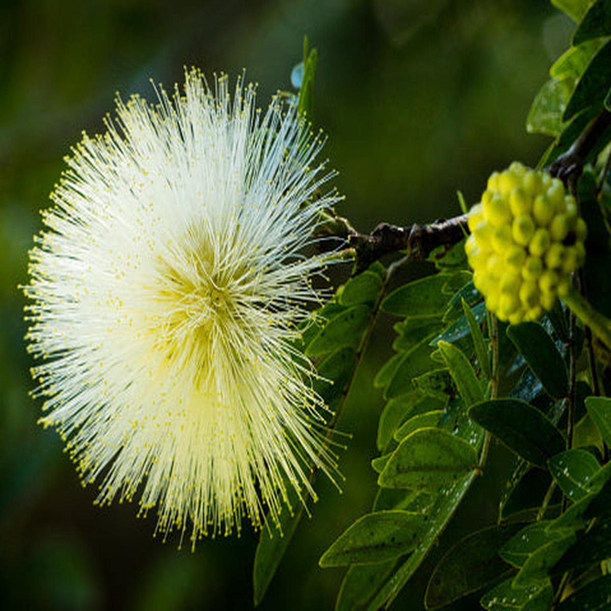 White Albizia Flower Seeds for Planting Heirloom, Non-GMO, High Germination Organic Garden Seeds