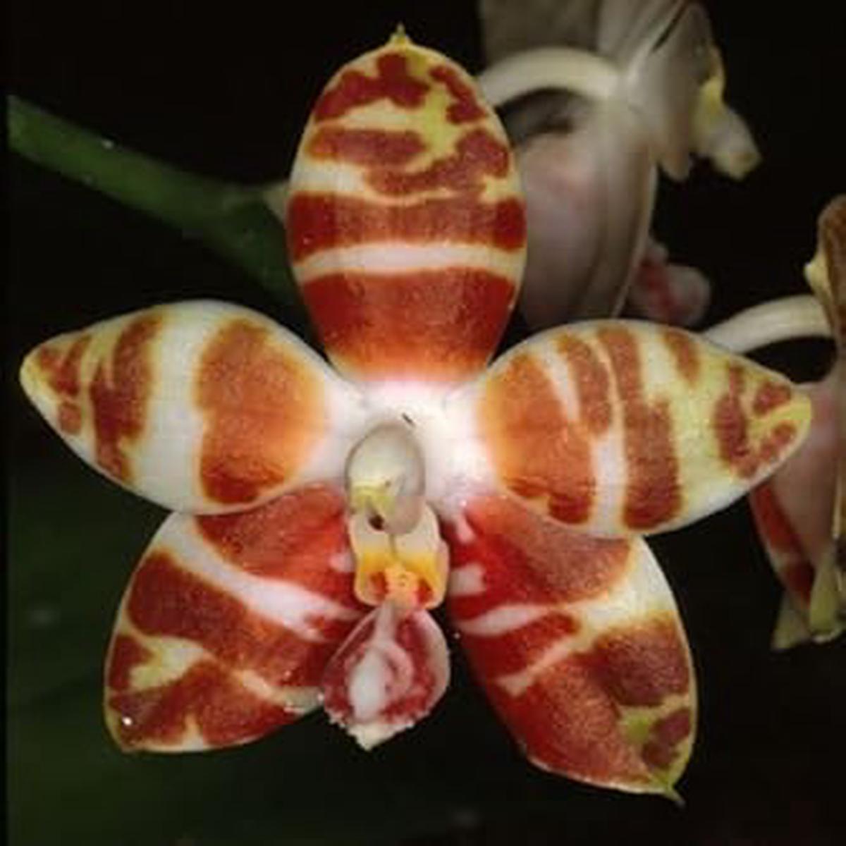 White Brown Phalaenopsis Orchid Seeds Flower seeds for Planting - Garden Favorite, Heirloom & GMO Free Seeds for Home Garden