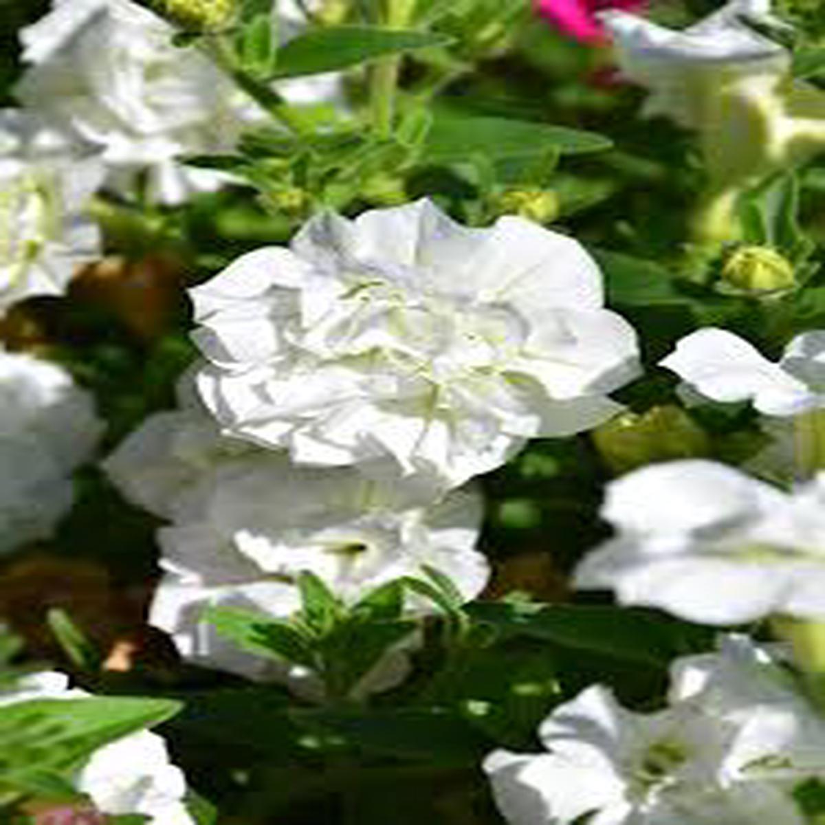 White Double Petunia Seeds for Planting Heirloom Non-GMO High Germination Organic Garden Seeds
