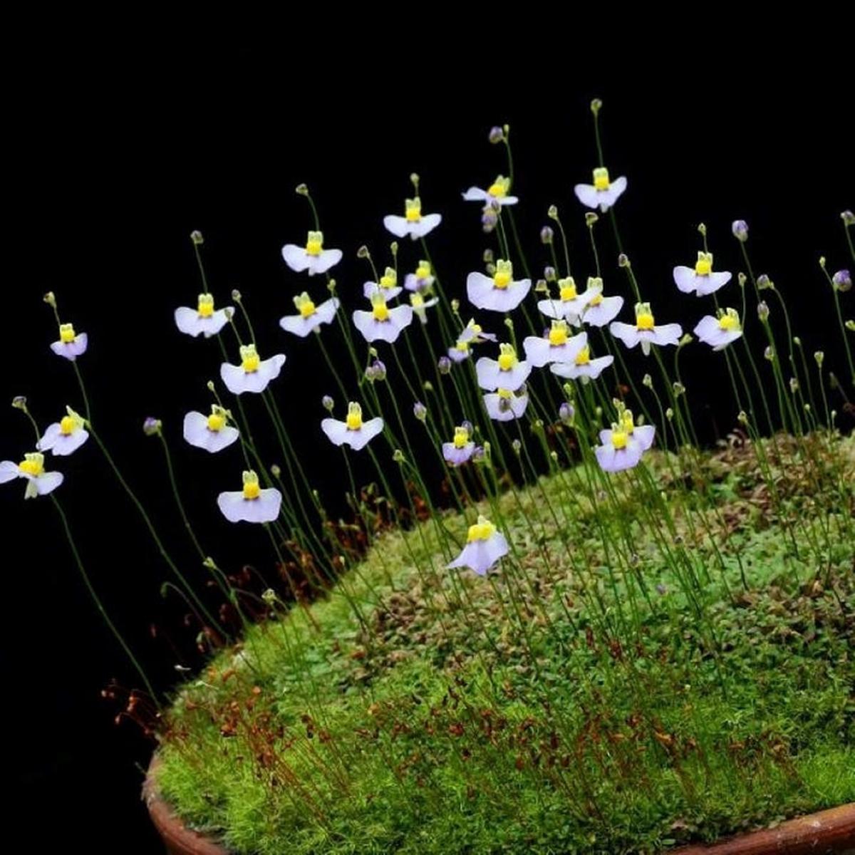 White Utricularia Bisquamata Plant Seeds for Garden Planting  Heirloom Non-GMO High Germination Organic Seeds for Planting