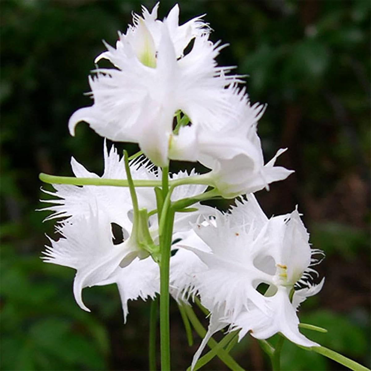 White White Japanese Radiata Heron Orchid Rare Flower Variety Flower Seeds for Home Garden