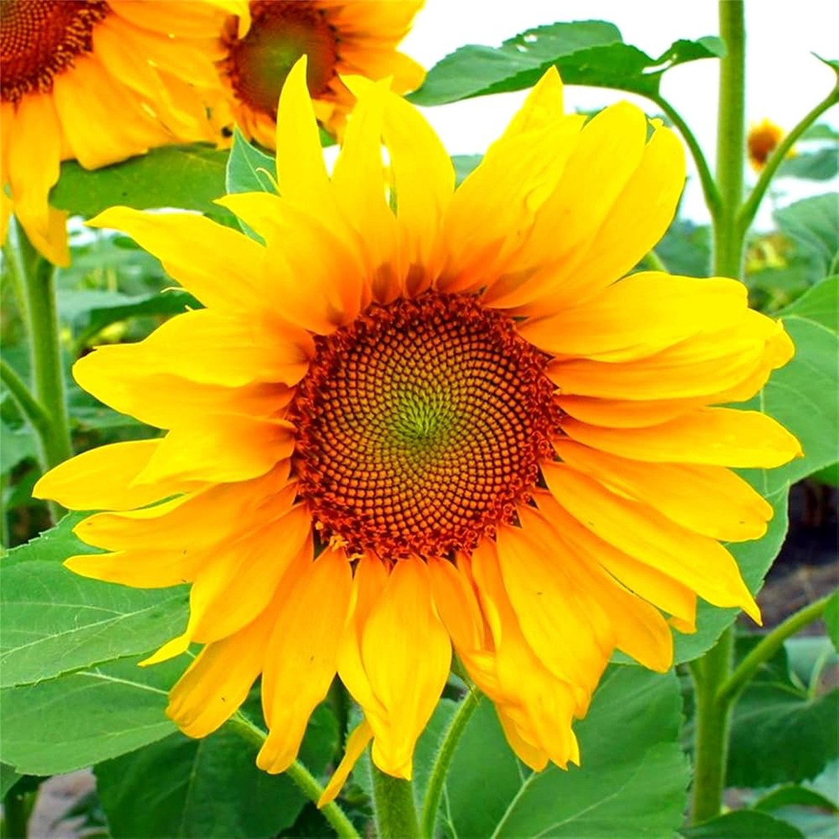 Wild sunflower Helianthus annuus grauer streifen seeds for planting in pollinator gardens or backyard borders