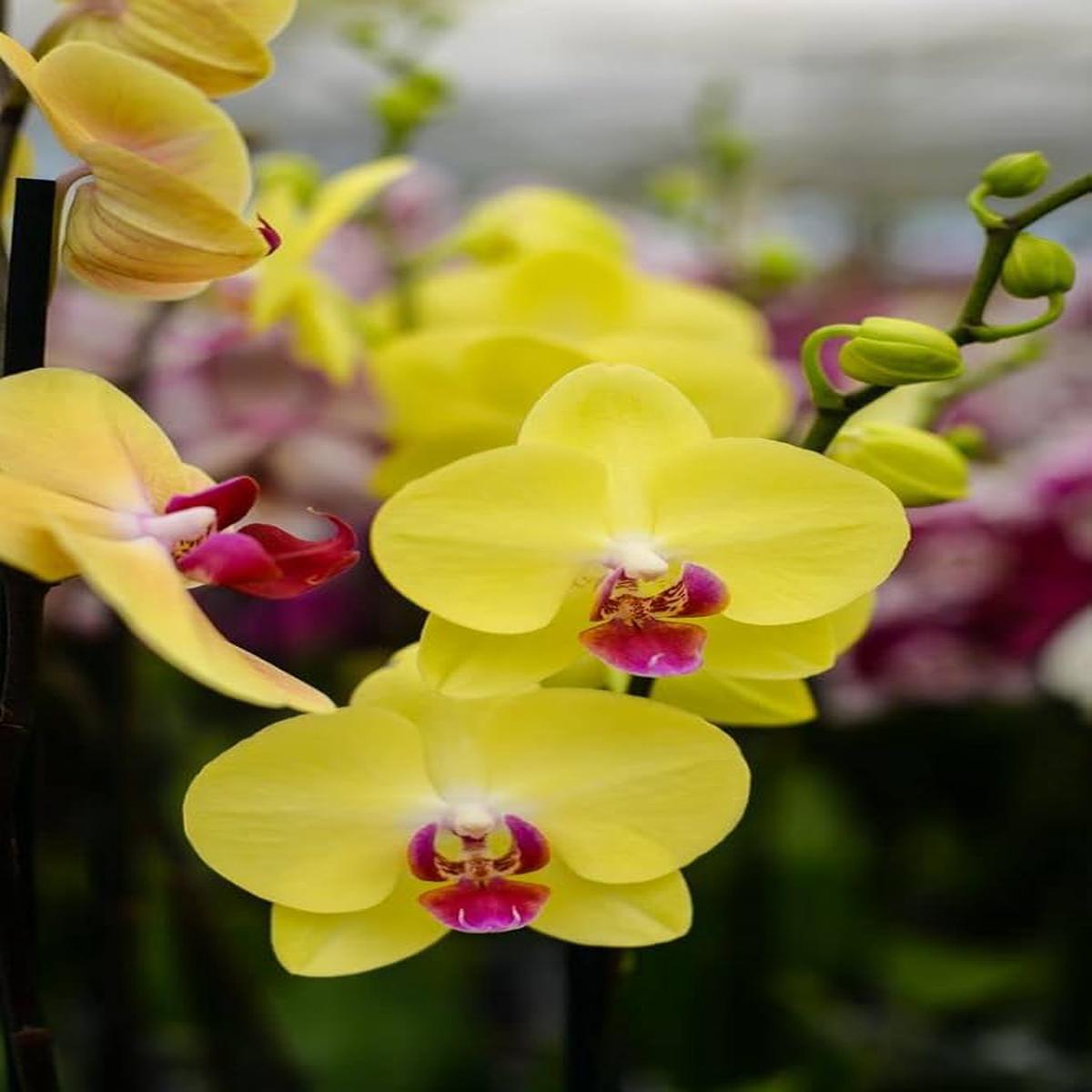 Yellow Orchid Formaldehyde Flower Seeds for Planting Heirloom Non-GMO, High Germination Organic Garden Seeds