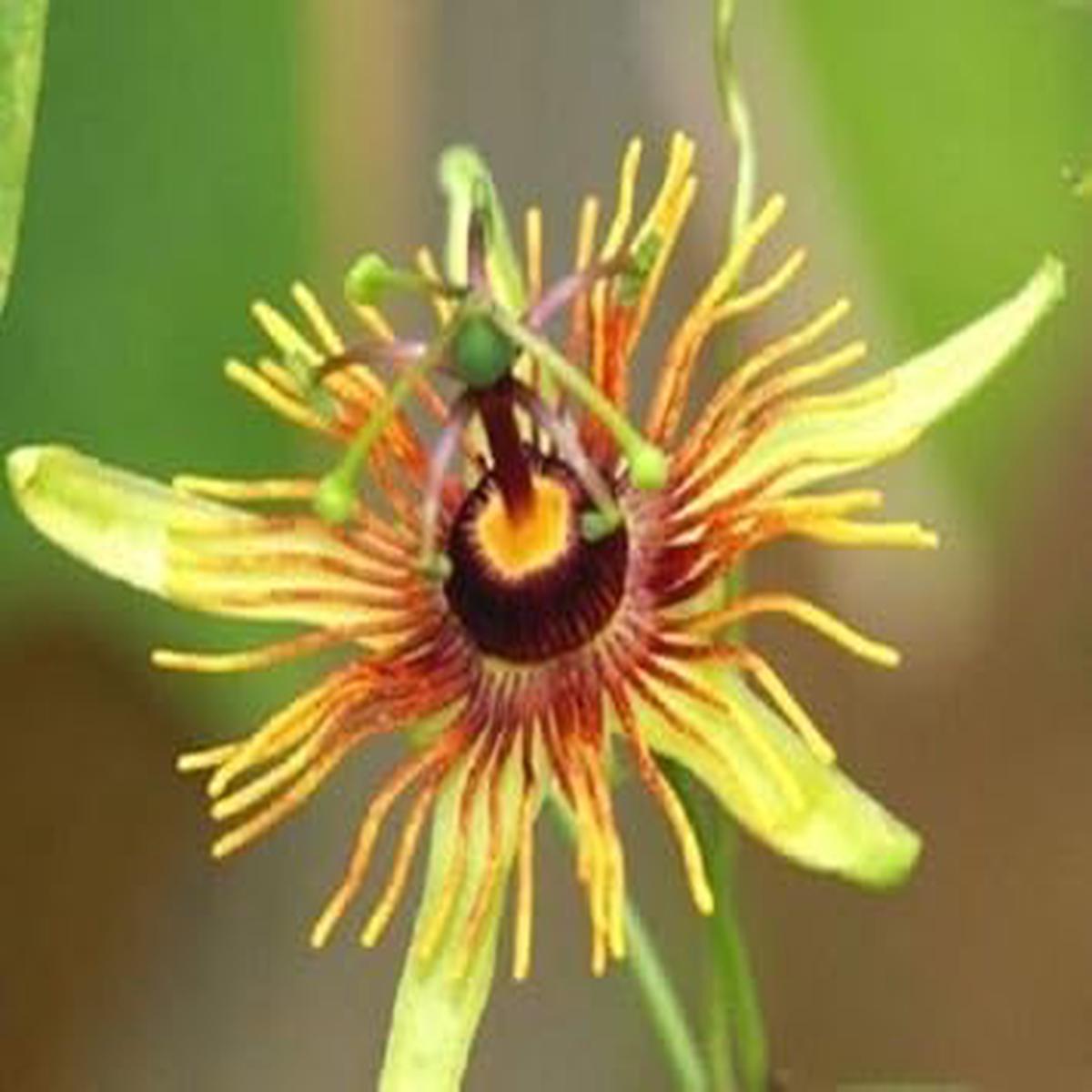 Yellow Passion Flower seeds for Planting - Perfect for Borders, Heirloom & GMO Free Seeds for Home Garden