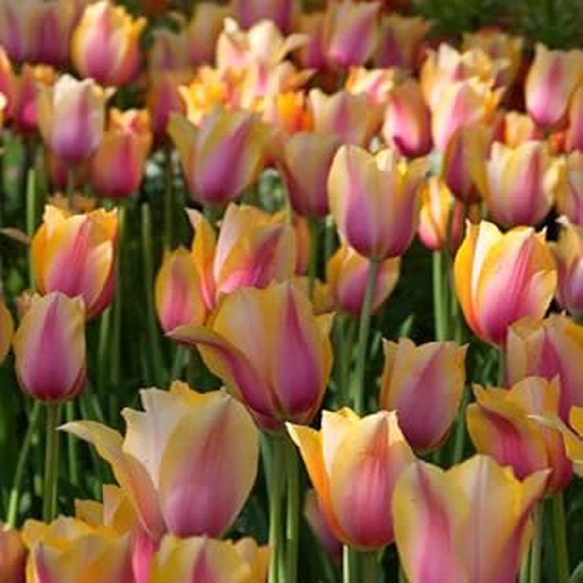 Yellow Pink Tulip Flower seeds for Planting - Wildflower Mix, Heirloom & GMO Free Seeds for Home Garden