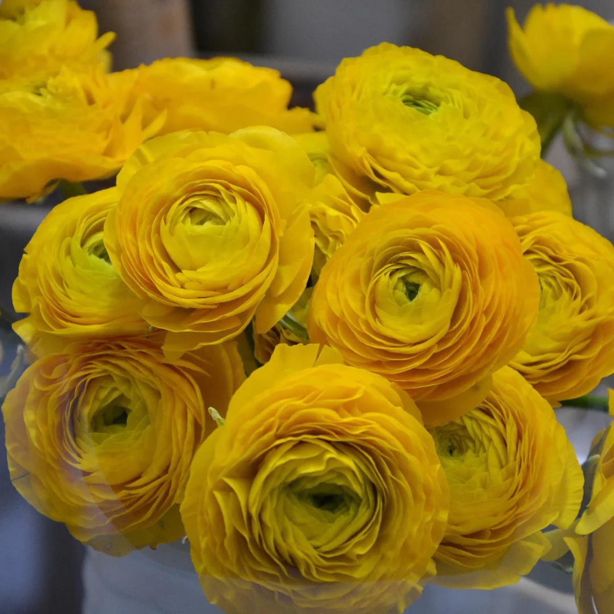 Yellow Ranunculus Flower Seeds for Planting  Shade Tolerant, Heirloom & Non-GMO Organic Garden Seeds