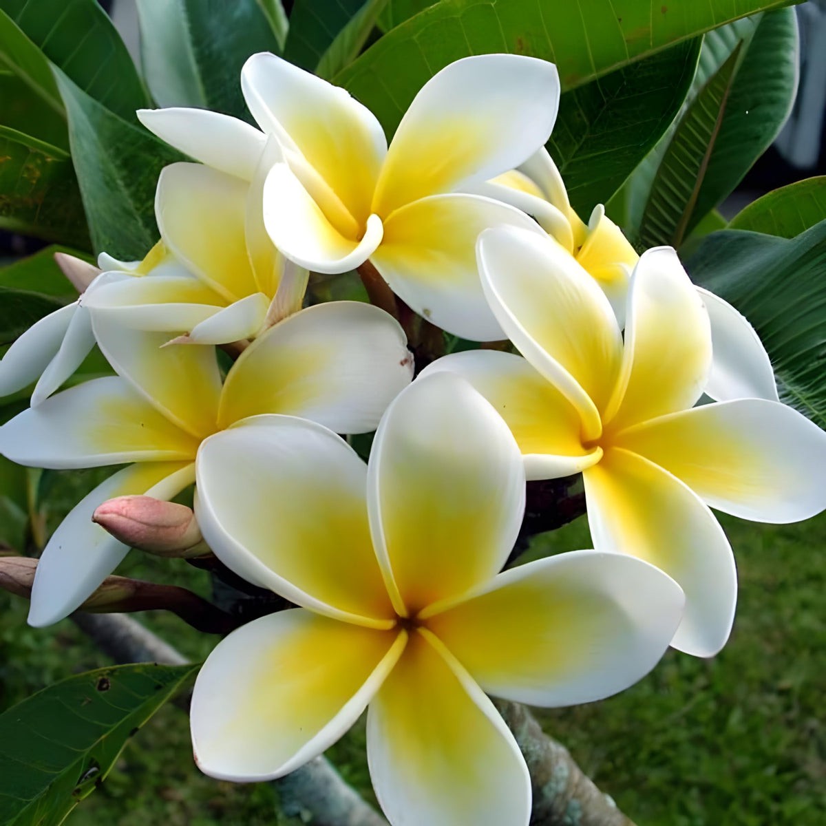 Yellow White Frangipani Flower seeds for Planting Premium Quality Heirloom & GMO Free Seeds for Home Garden Sale