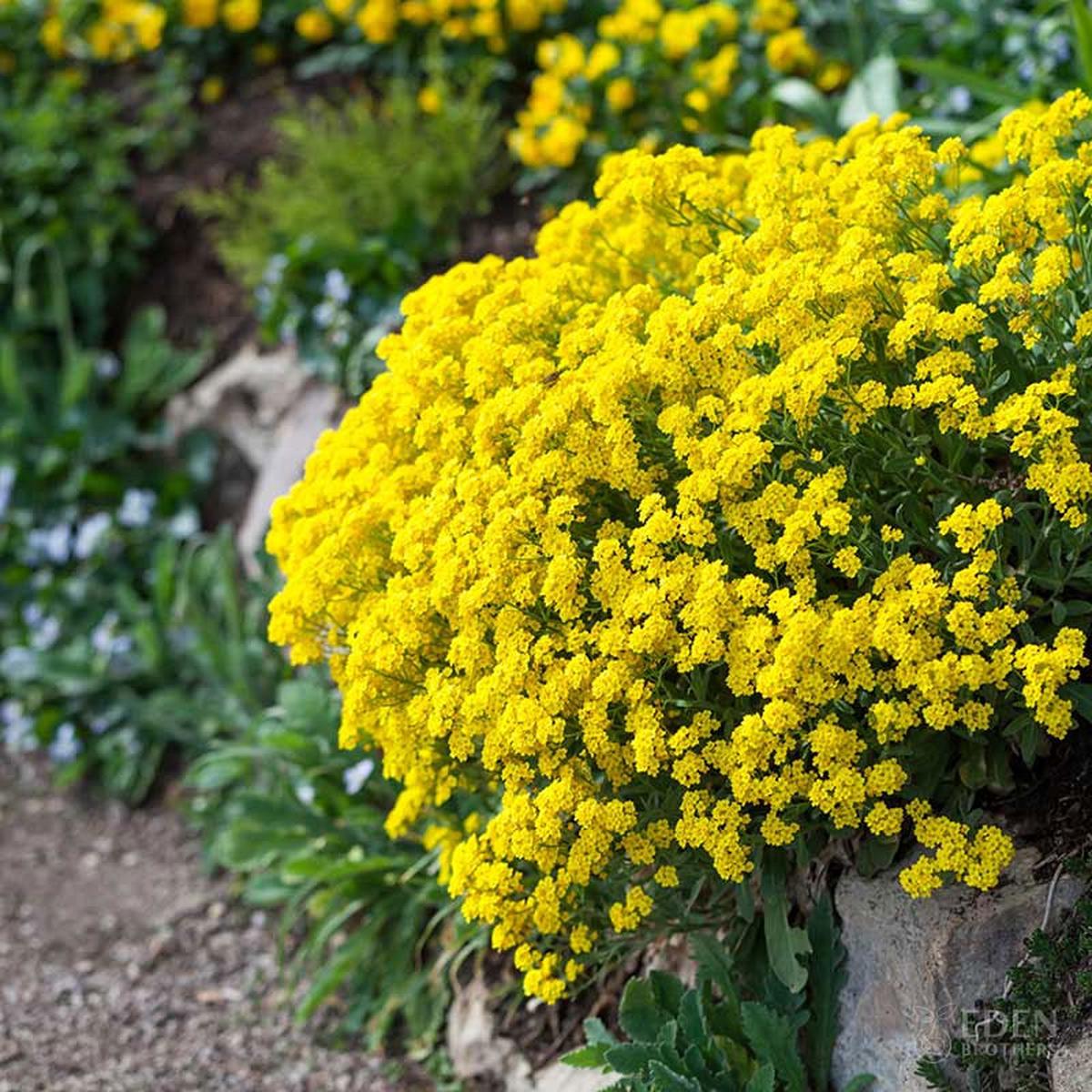 Alyssum Seeds - Basket of Gold
