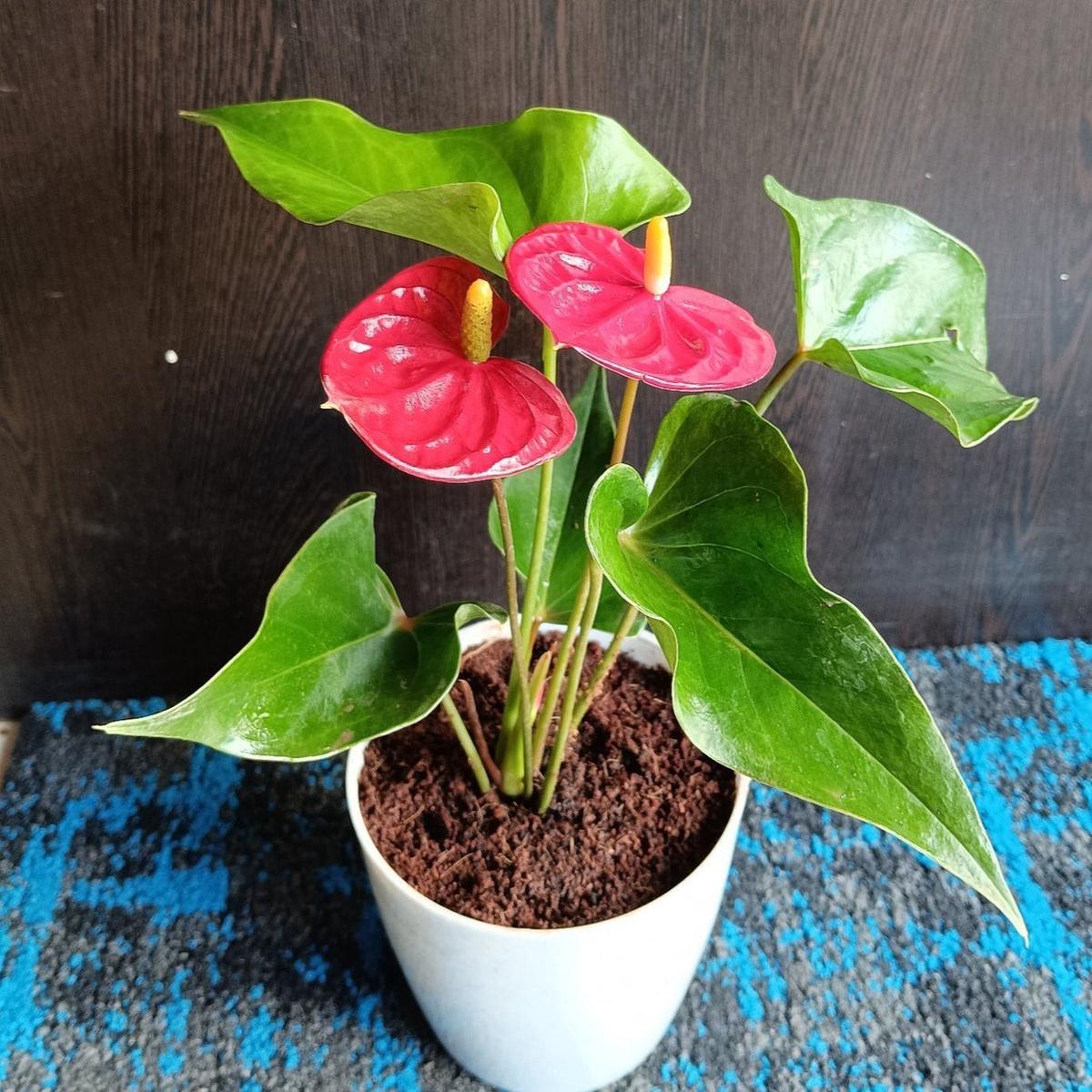 Anthurium Flower seeds for Planting Hardy Variety Heirloom & GMO Free Seeds for Home Garden  Sale