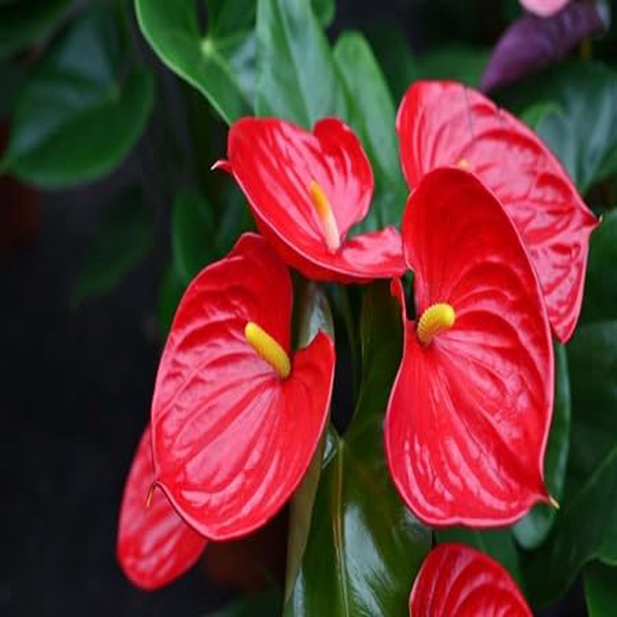 Anthurium - Heirloom, Non - Gmo Seeds
