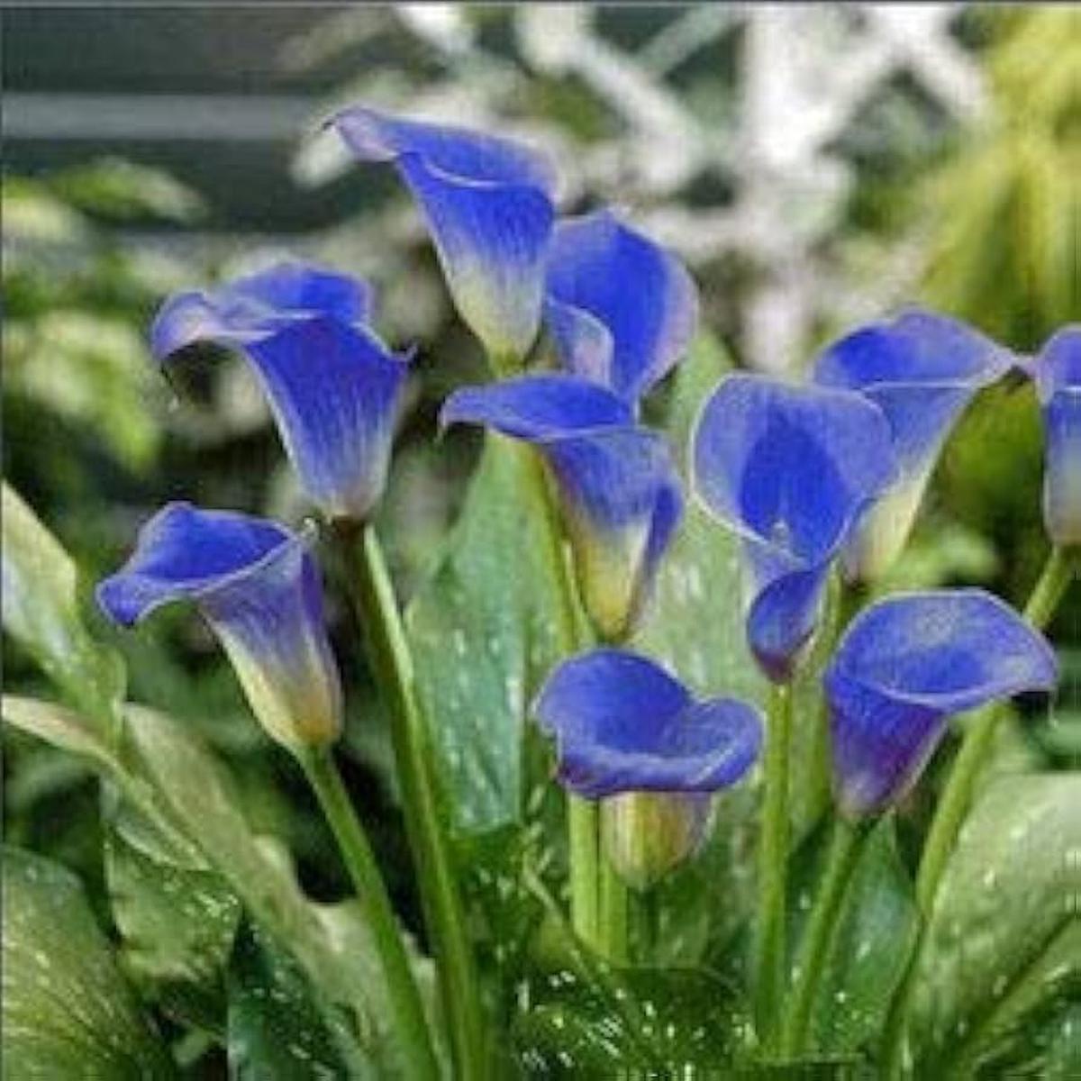 Blue Calla Lily Flower Seeds for Planting  Heirloom, Non-GMO, High Germination Organic Garden Seeds for Elegant Blooms