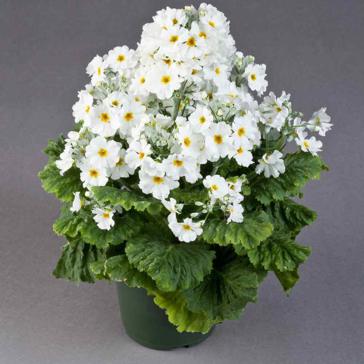 White Primula Malacoides Flower Seeds for Planting  Heirloom, Non-GMO, High Germination Organic Garden Seeds