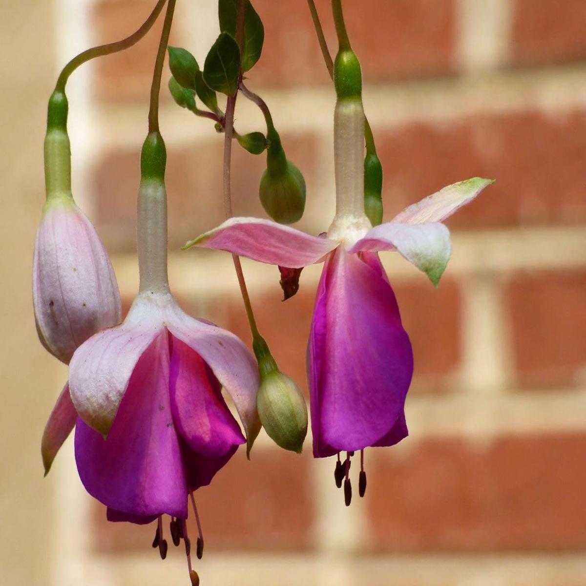 White Purple Fuchsia Flower Seeds for Planting Heirloom, Non-GMO, Organic Garden Seeds with High Germination
