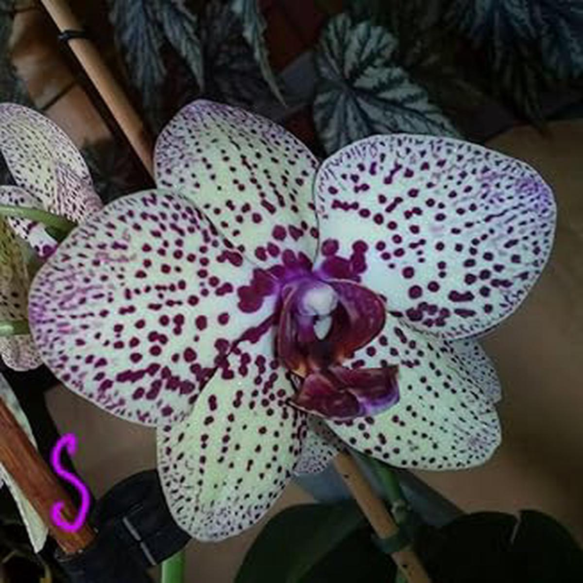 White Violet Butterfly Orchid Seeds for Planting Heirloom Non-GMO Organic Seeds with High Germination