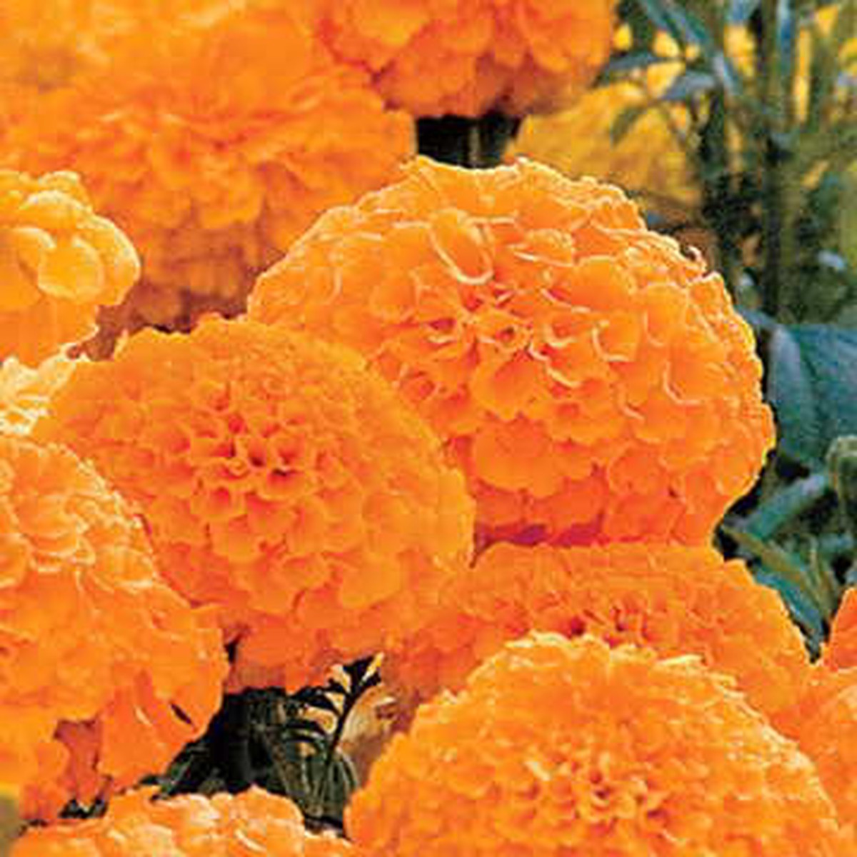Whopper Orange Marigold Seeds | Extra-Large Bright Orange Marigolds Heirloom, Non-GMO, High Germination Organic Garden Seeds