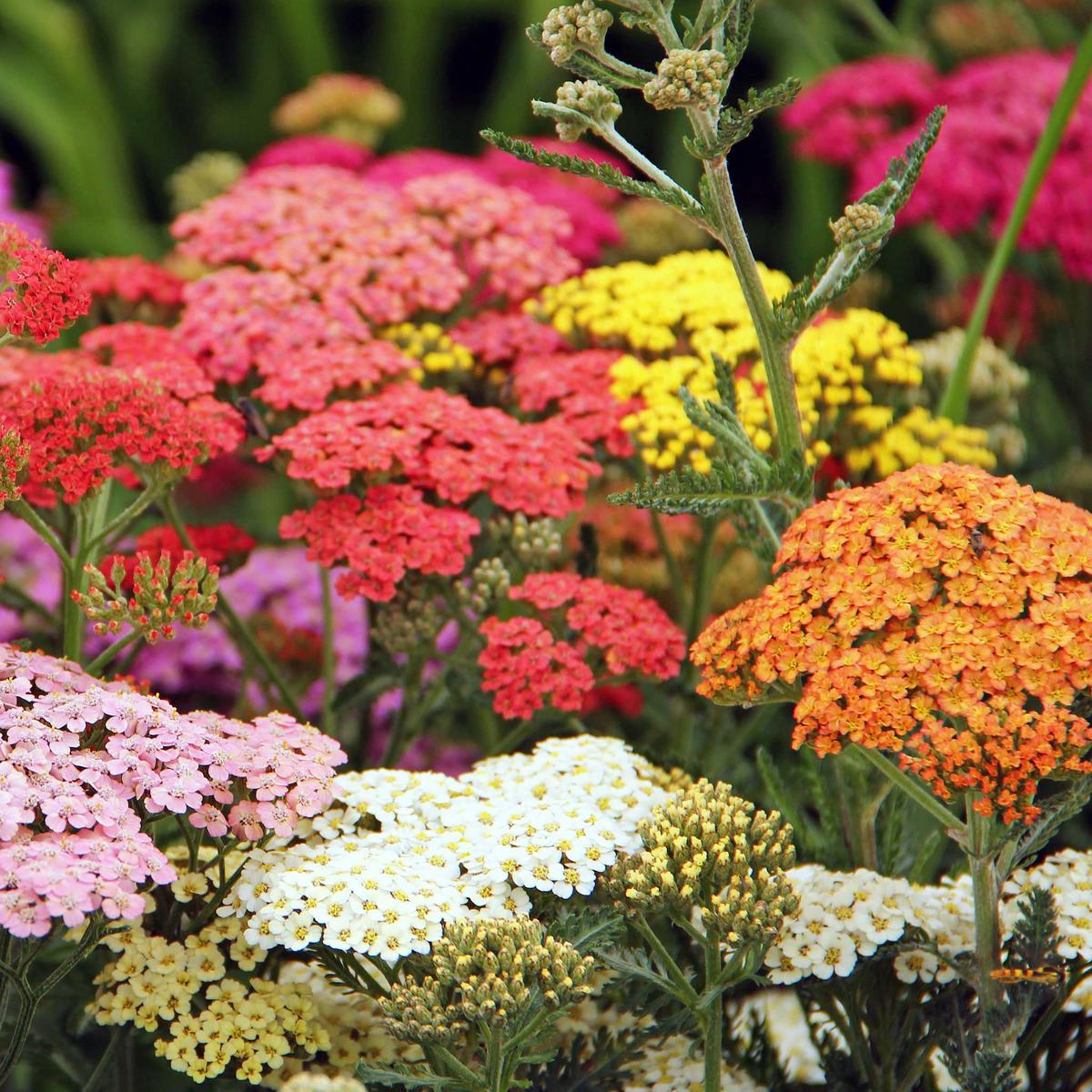 Yarrow Planting Seeds Mix - Flower Garden