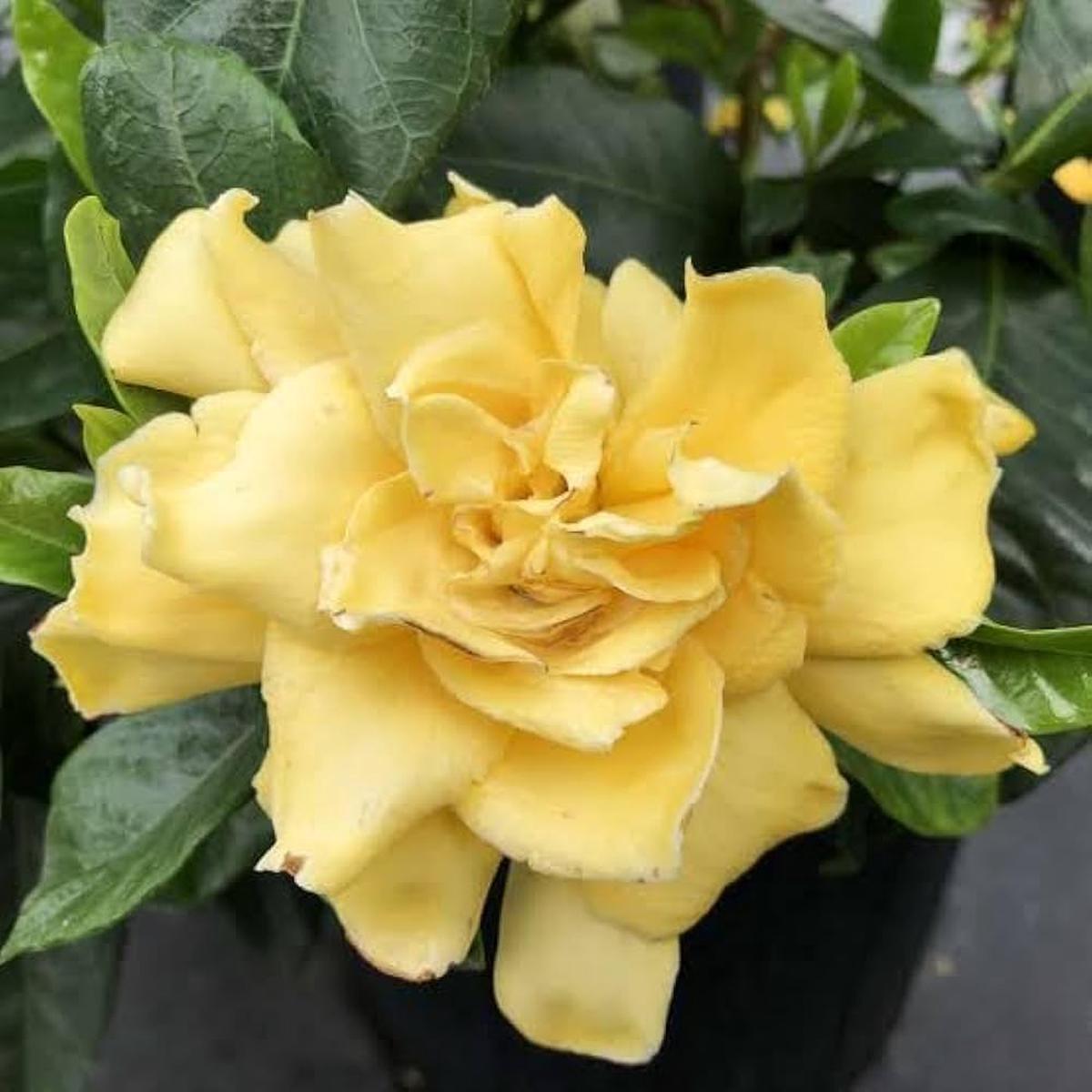 Yellow Gardenia Flower Seeds for Planting Bright Blooms Heirloom & GMO Free Seeds for Home Garden Sale