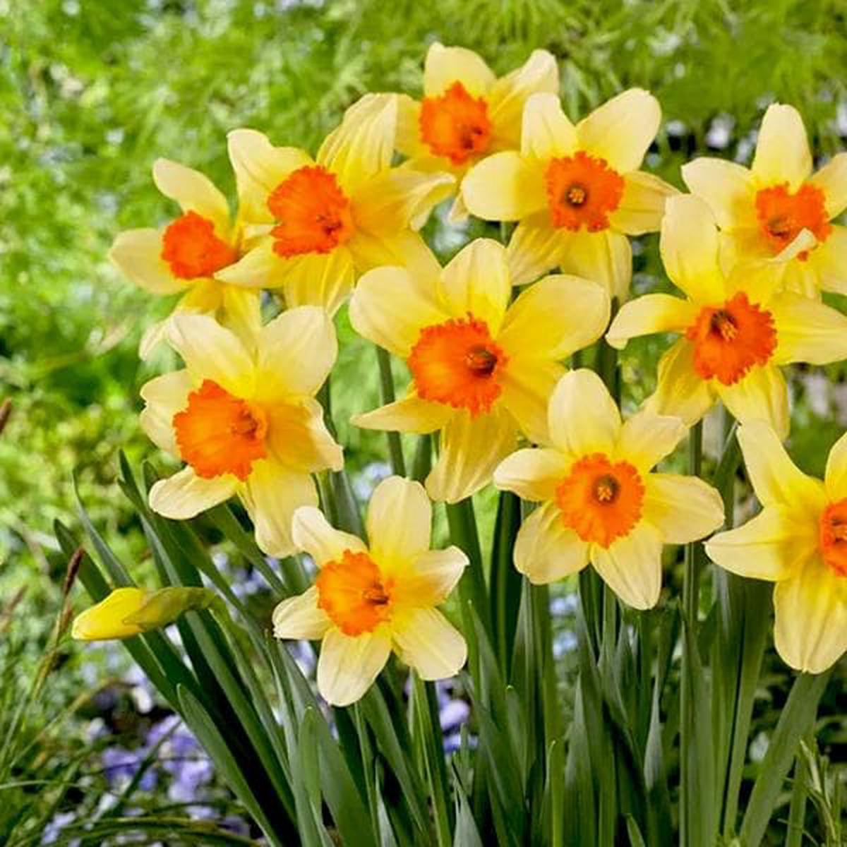 Yellow Orange Narcissus Flower Seeds for Planting Wildflower Mix Heirloom & GMO Free Seeds for Home Garden Sale
