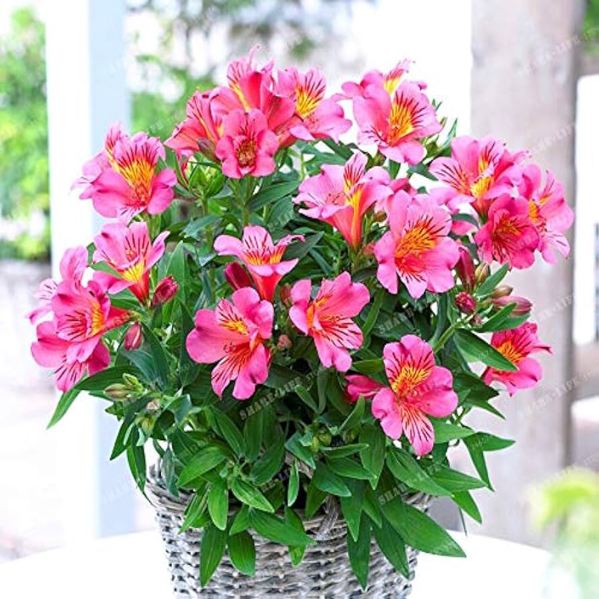 Alstroemeria Seeds Mix Peruvian Lily, Inca Bandit