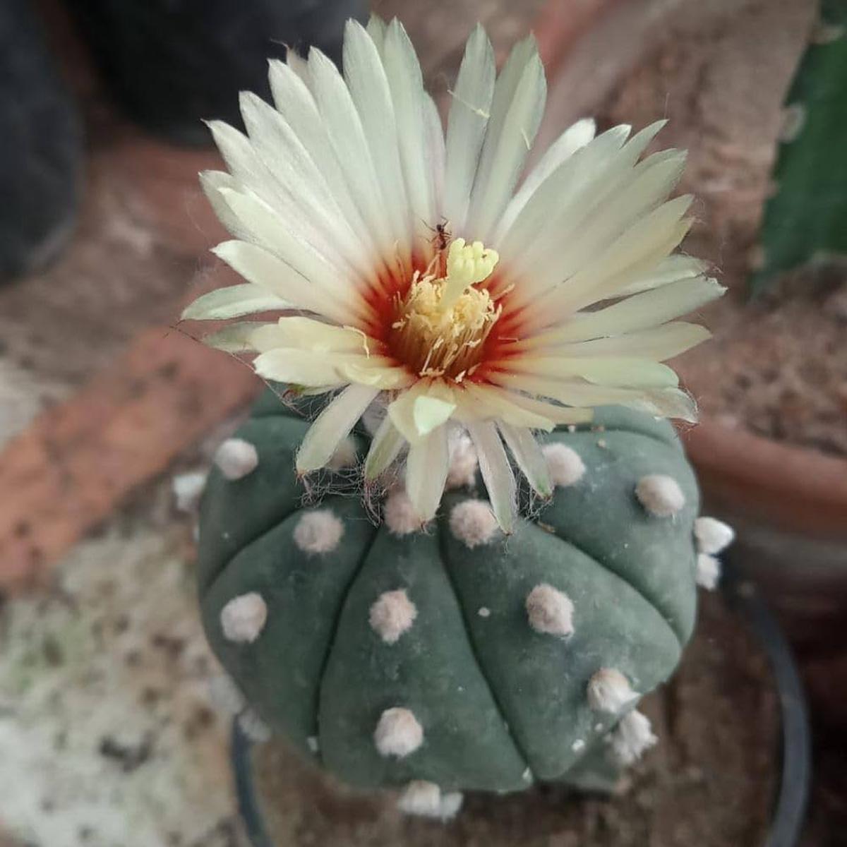 Astrophytum Plant Seeds  Heirloom, Non-GMO, Star Cactus Variety for Decorative Garden Planting
