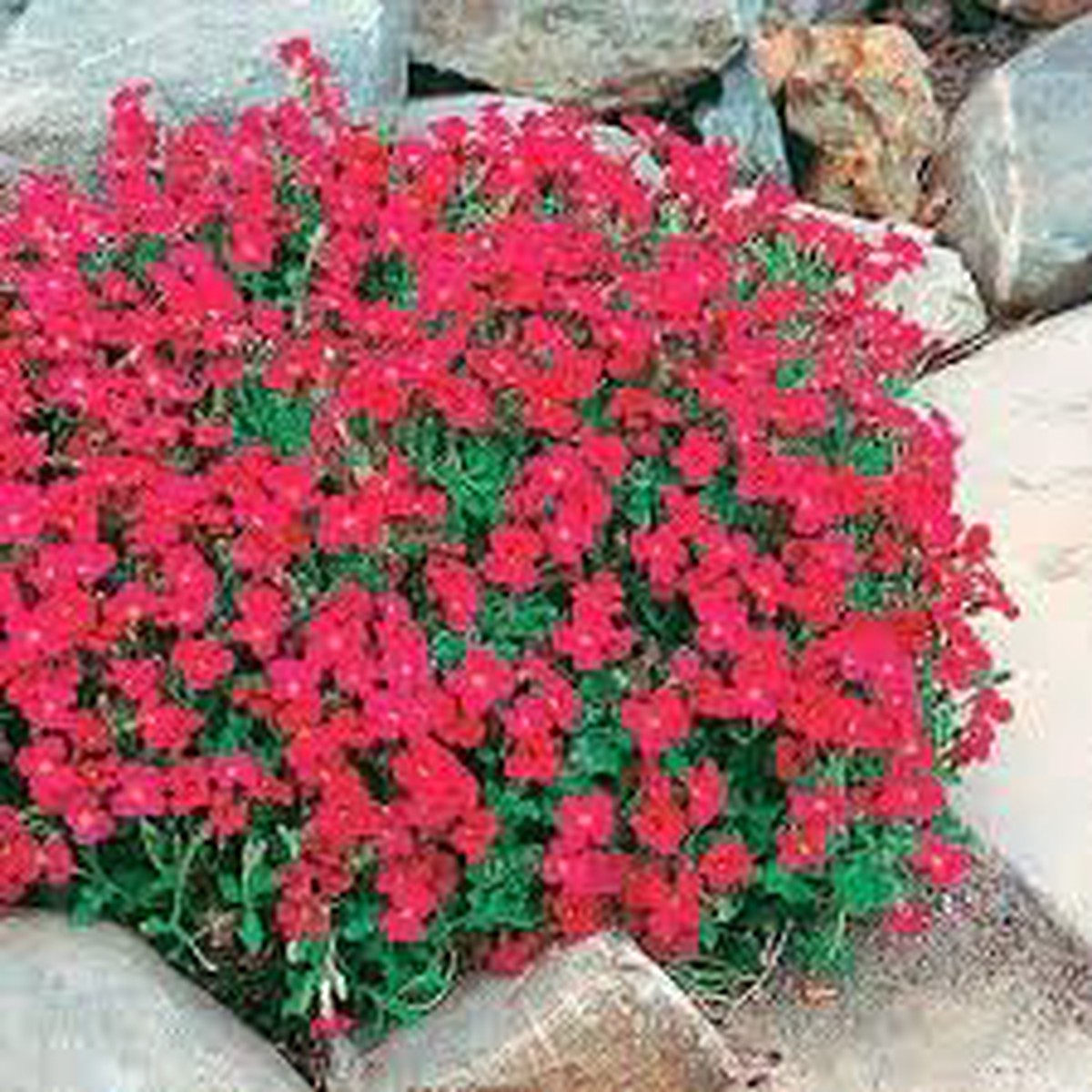 Aubrieta Berro Flower seeds for Planting - Shade Tolerant, Heirloom & GMO Free Seeds for Home Garden