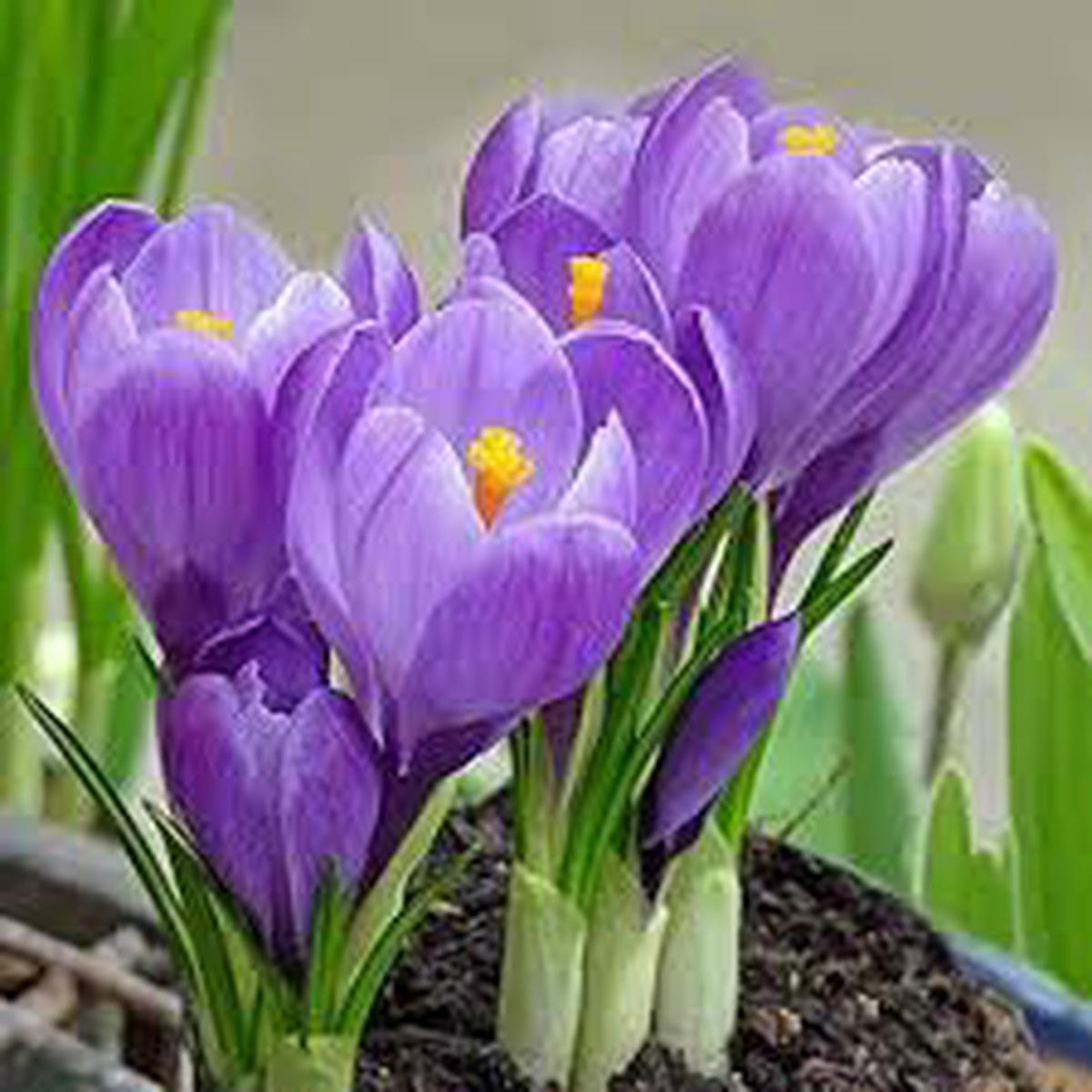 Autumn Crocus Flower Seeds for Planting  Bright Blooms, Heirloom, Non-GMO & High Germination Seeds