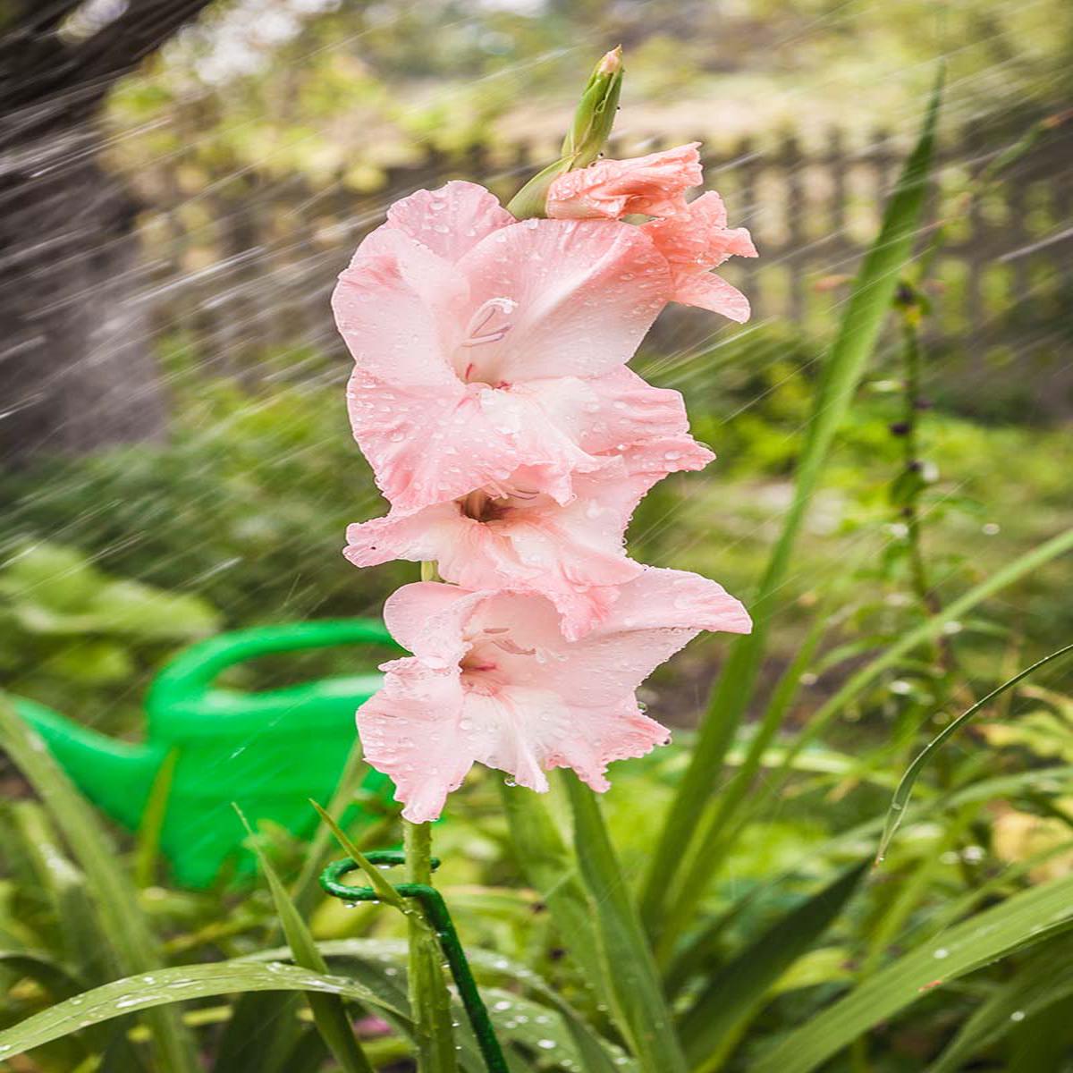 Baby Pink Gladiolus Flower Seeds for Planting  Heirloom, Non-GMO, High Germination Organic Garden Seeds
