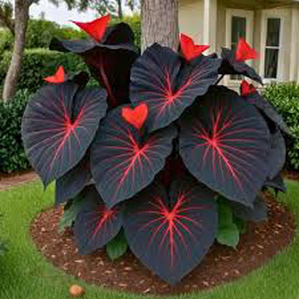 Black Caladium Flower Seeds for Planting  Heirloom Non-GMO, High Germination Organic Garden Seeds