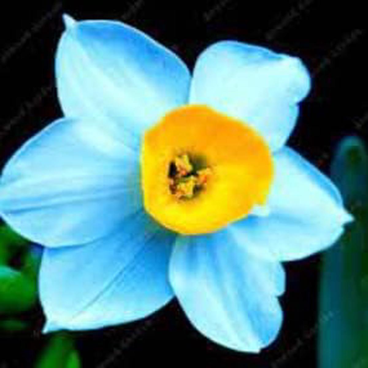Blue and Yellow Narcissus Flower Seeds Heirloom Non-GMO for Garden Planting