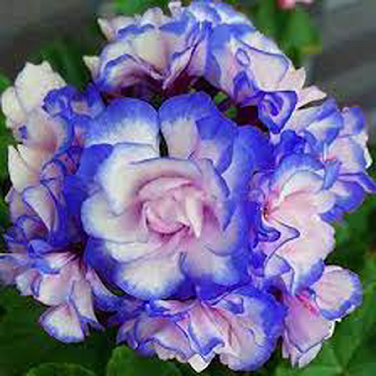 Blue & White Geranium (Pelargonium) Flower Seeds for Planting Heirloom, Non-GMO, High Germination Garden Seeds