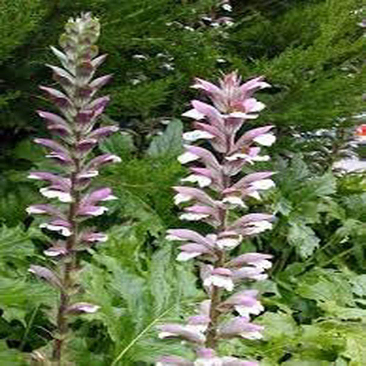 Organic Breeches Flower Seeds for Planting  Heirloom, Non-GMO