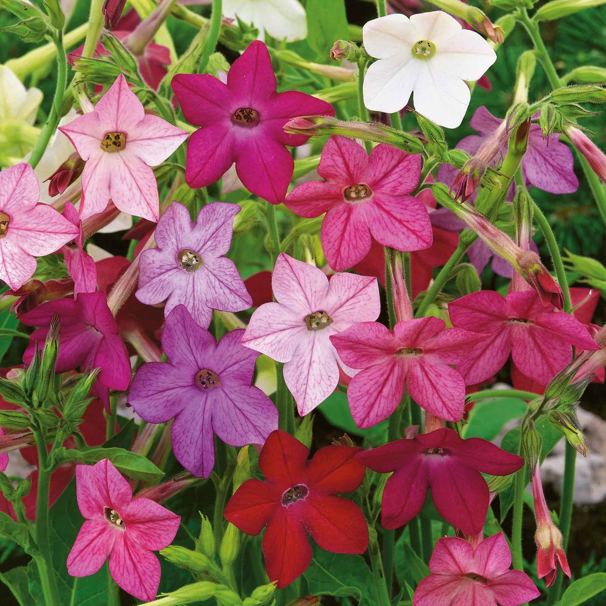 Tobacco Seeds - Sensation Mix