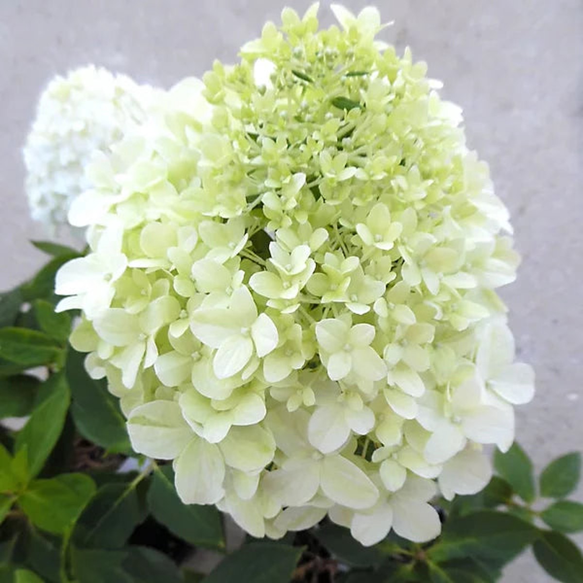 White Hydrangea Flower For Wedding Decor And Ornamental Garden Planting Flower Seeds for Home