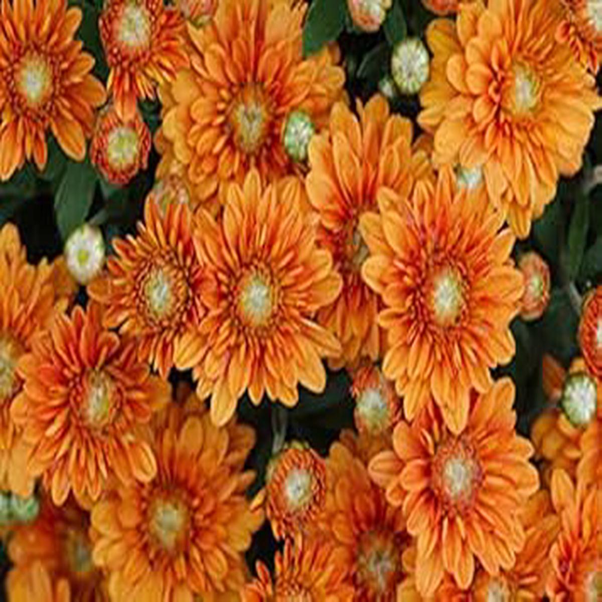 White Orange China Aster Flower Seeds for Planting Heirloom, Non-GMO, High Germination Organic Garden Seeds