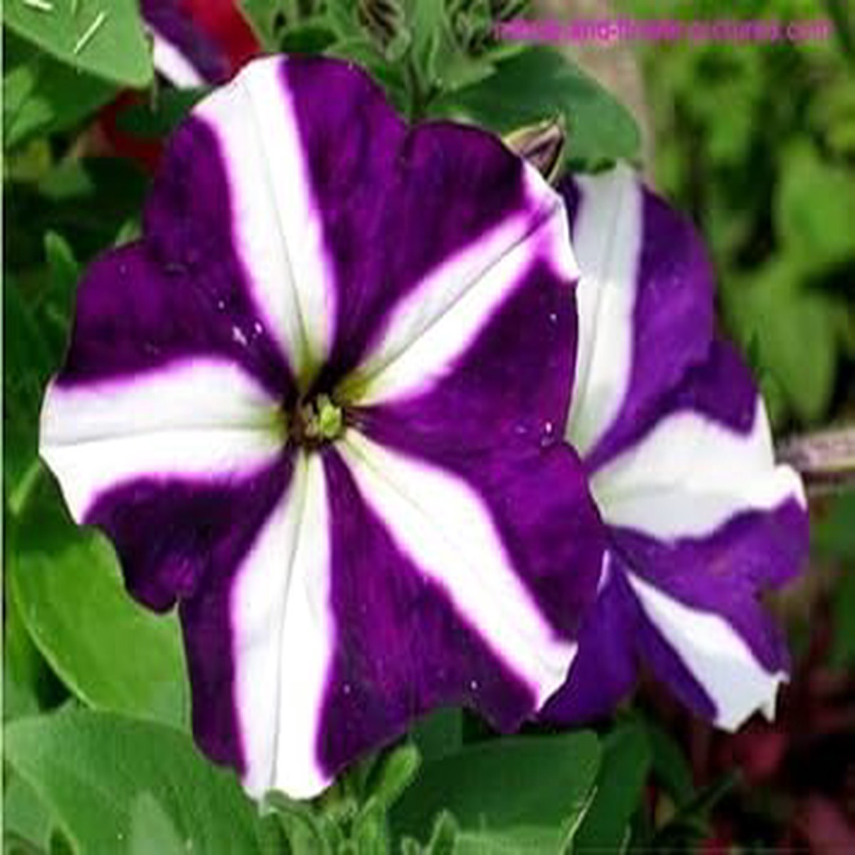 White Purple Petunia Flower Seeds for Planting Heirloom, Non-GMO, High Germination Garden Seeds