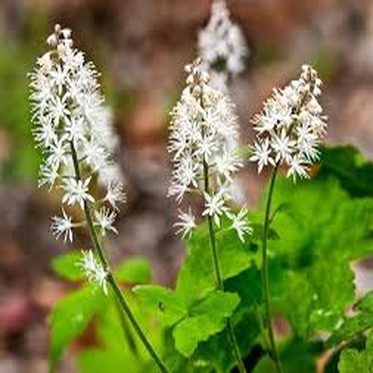 White Tiarella Trifoliata Flower Seeds for Planting - NON GMO Seeds