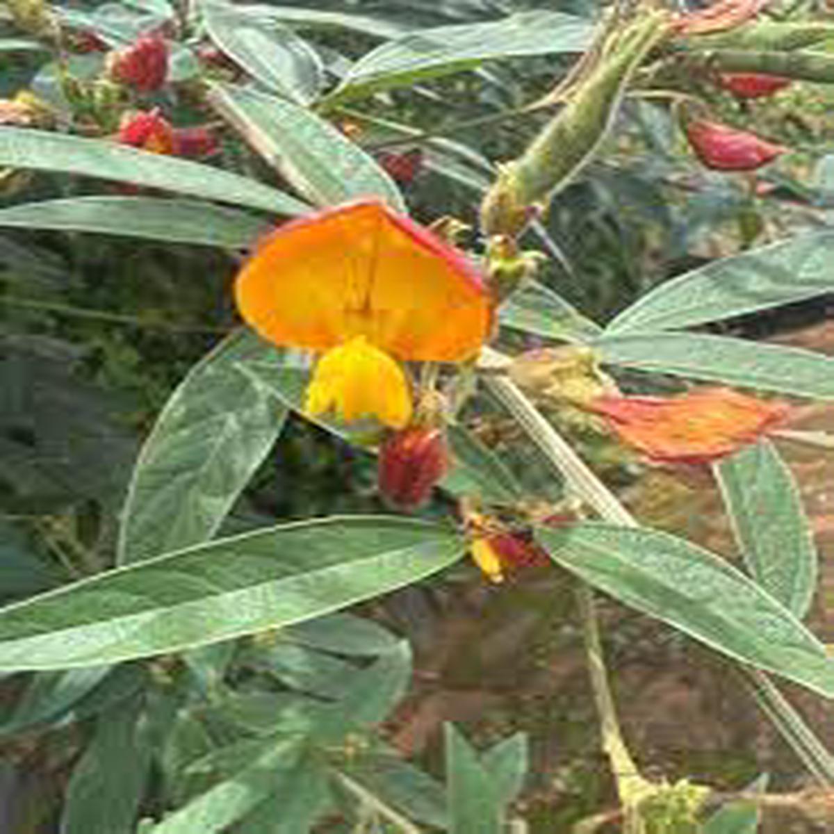 Yellow Cajanus Flower seeds for Planting - Garden Favorite, Heirloom & GMO Free Seeds for Home Garden