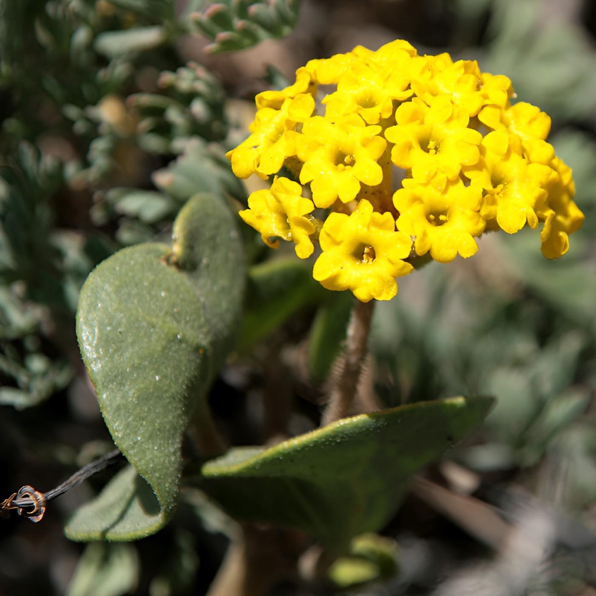 Yellow Sand Verbena (Abronia latifolia) Flower Seeds for Planting Heirloom, Non-GMO, Drought-Tolerant, Perennial