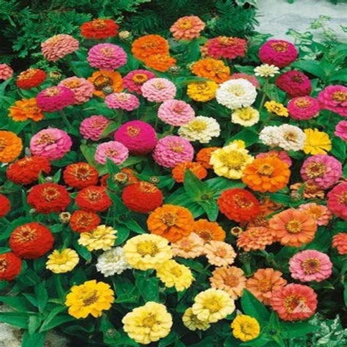 Zinnia Mixed Heirloom Flower Planting Colorful Flower Butterfly Non Gmo Easy To Grow Annual