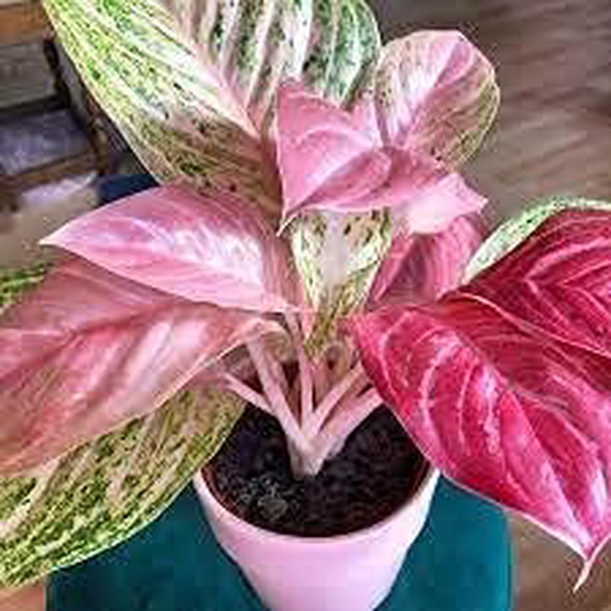 Aglaonema Pink Flower Seeds for Planting Non-GMO Heirloom Seeds, High Germination, Organic Garden