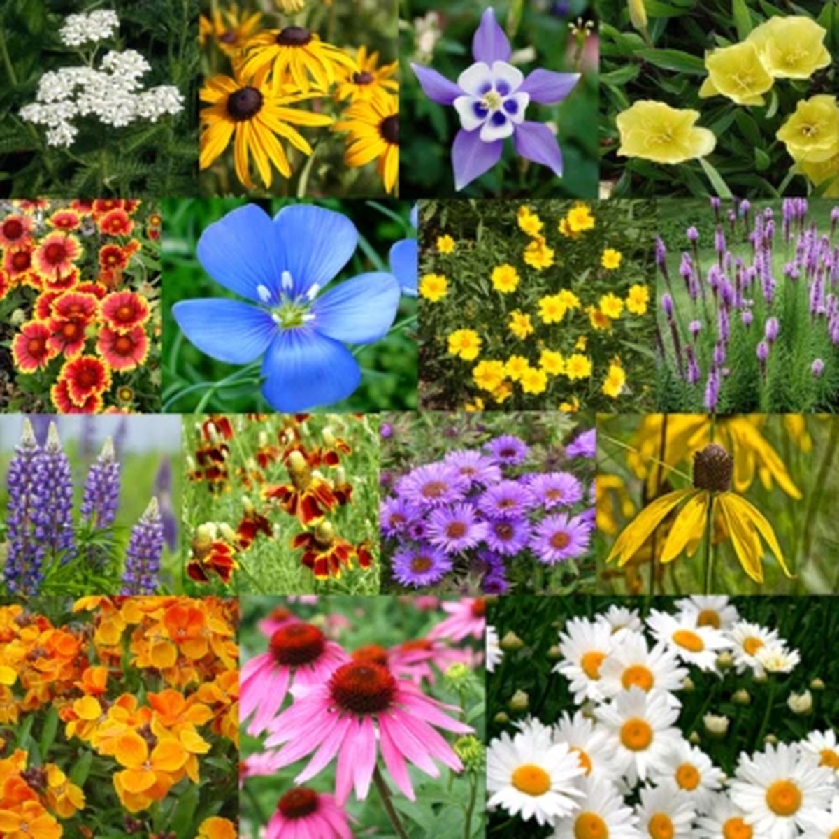 All Perennial Flower Seed Mix Flower Varieties Heirloom, Non-GMO