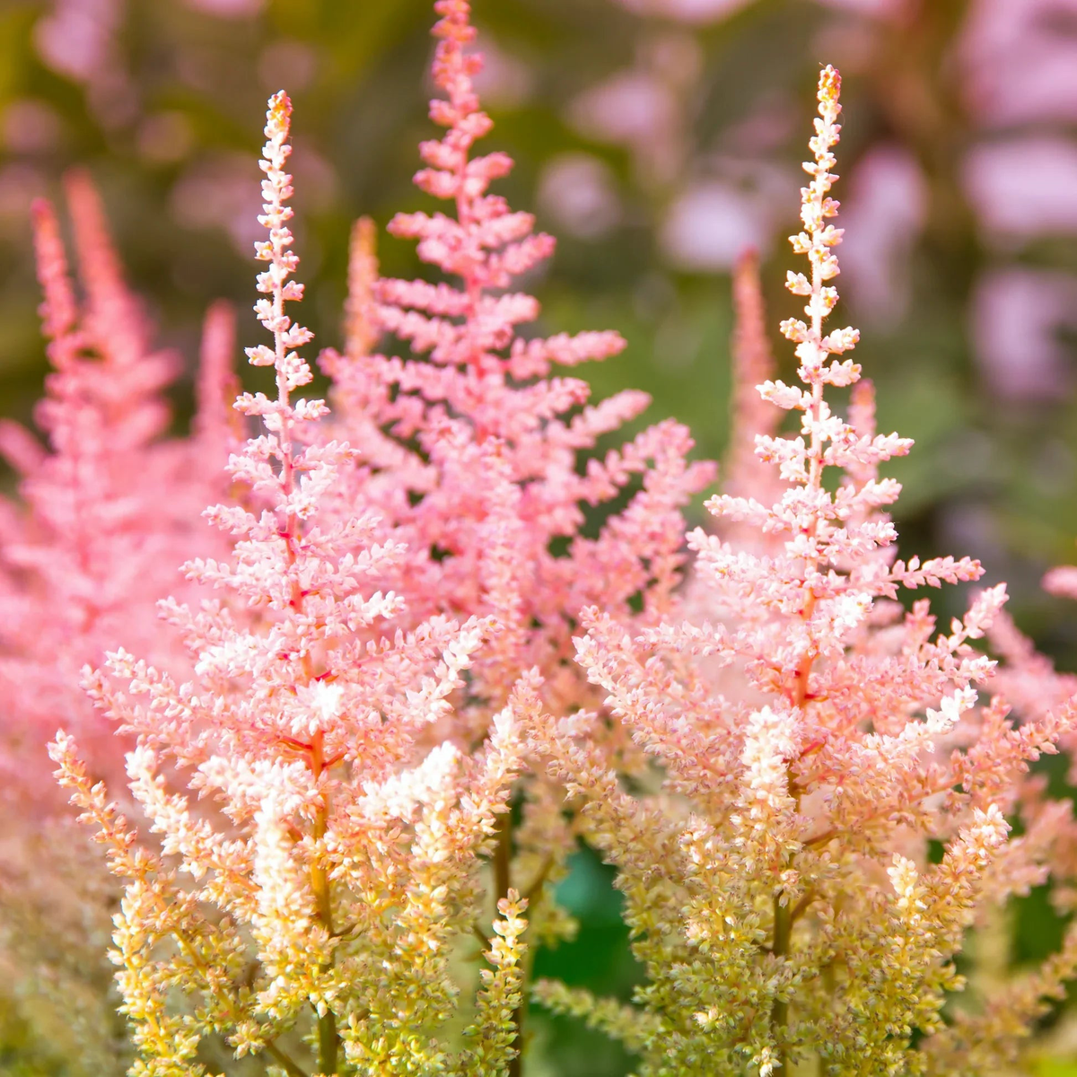Astilbe Flower Seeds for Planting  Heirloom, Non-GMO, High Germination Organic Garden Seeds
