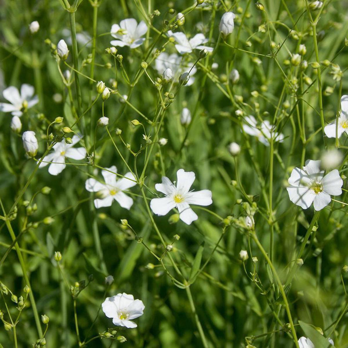 Babys Breath