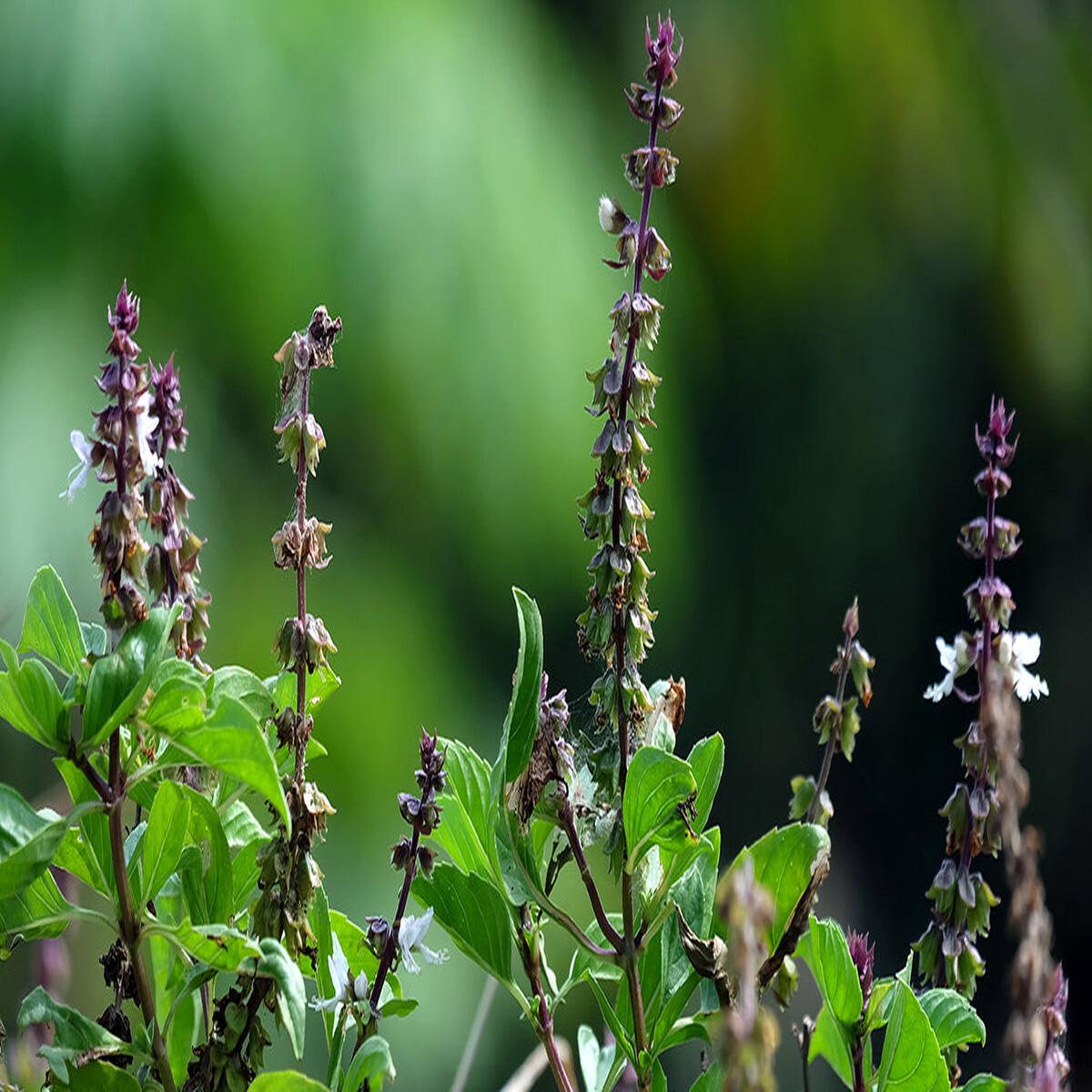 Basil Scented Flower seeds for Planting - Drought Tolerant, Heirloom & GMO Free Seeds for Home Garden