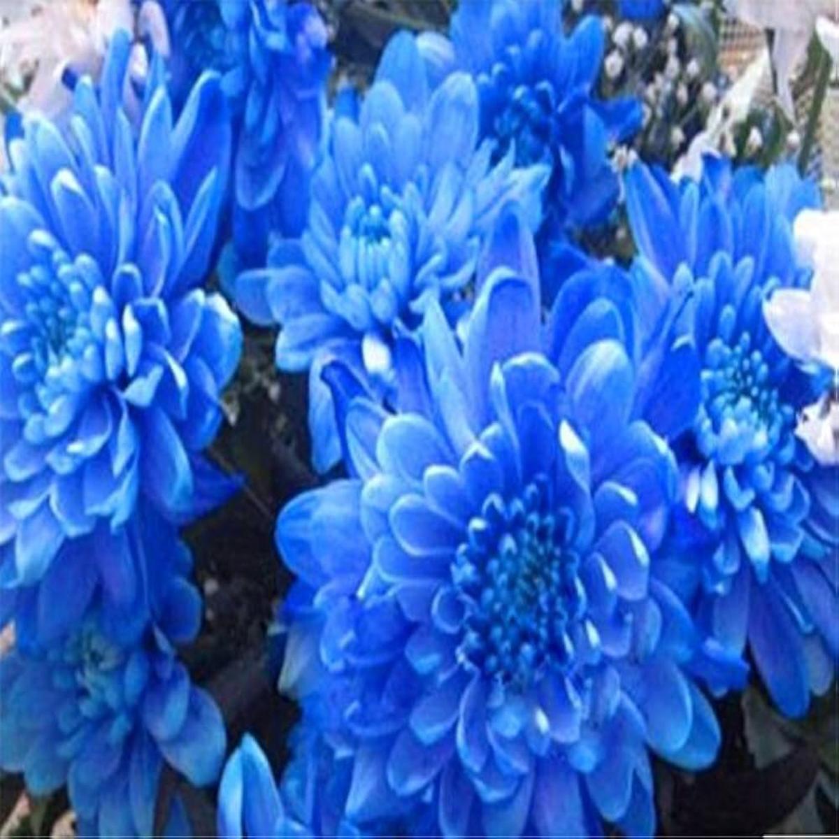 Blue Dahlia Planting Beautiful Gardens Flower Seeds Home Garden Planting, Vibrant