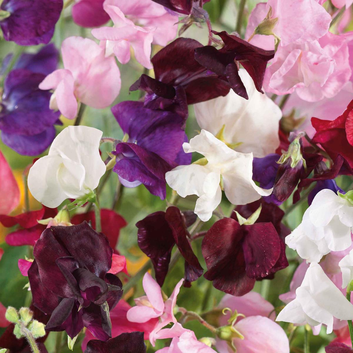 Sweet Pea Seeds - Old Spice Mix